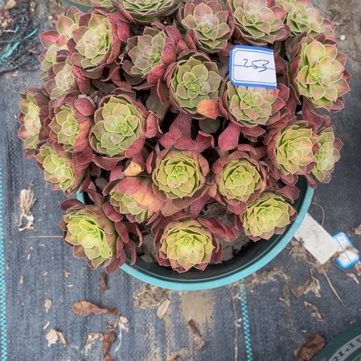 253倾城中班多肉植物法师