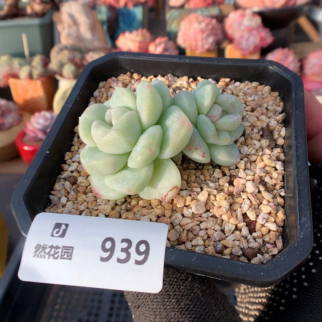 939冰玉石化多肉植物666