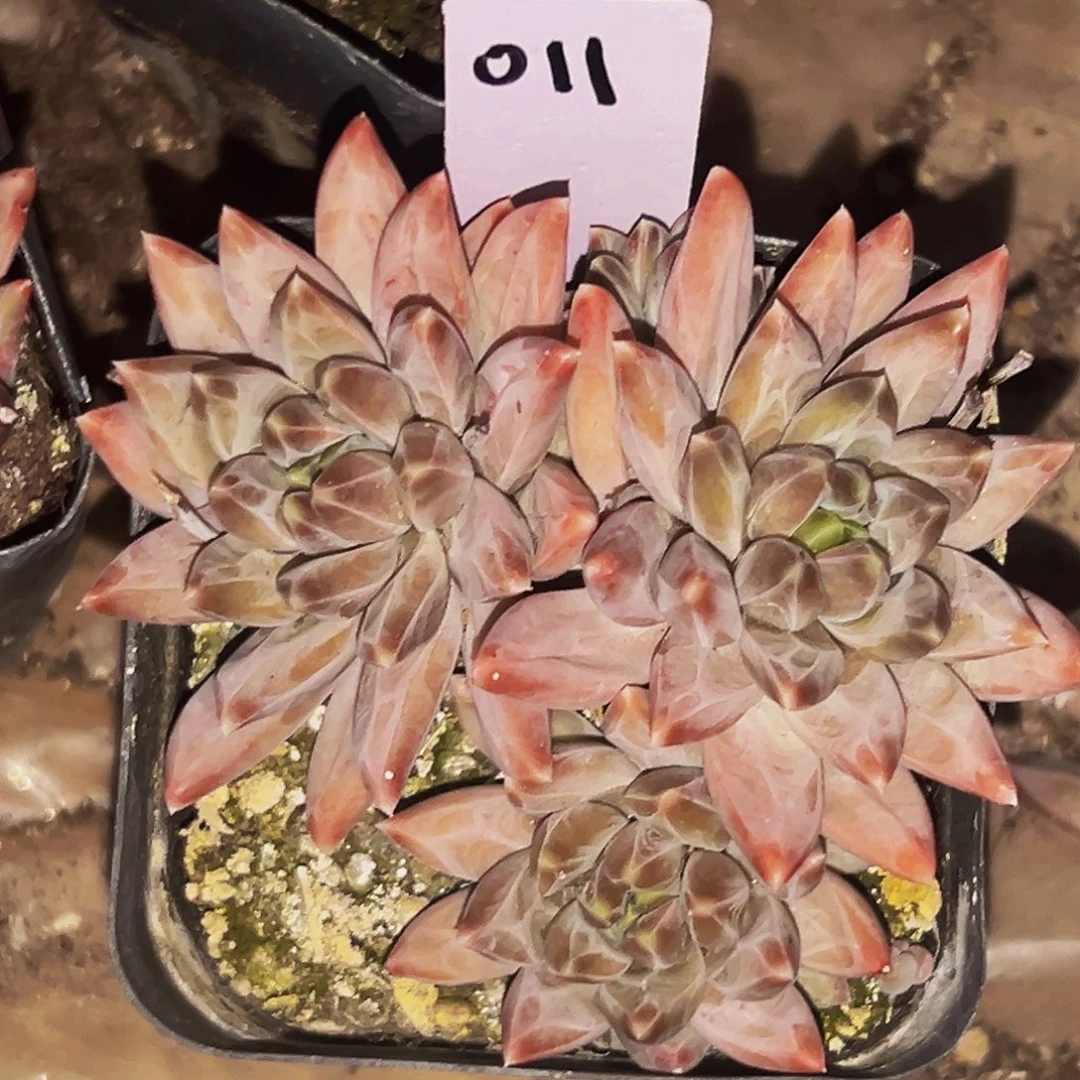 桔云多肉美人精品系列