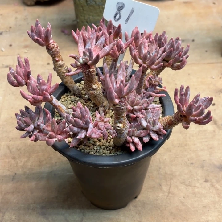 多肉植物，炫彩星81号