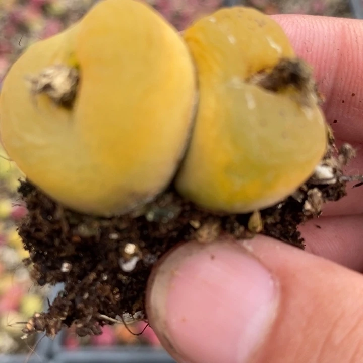 19108一颗一颗一颗