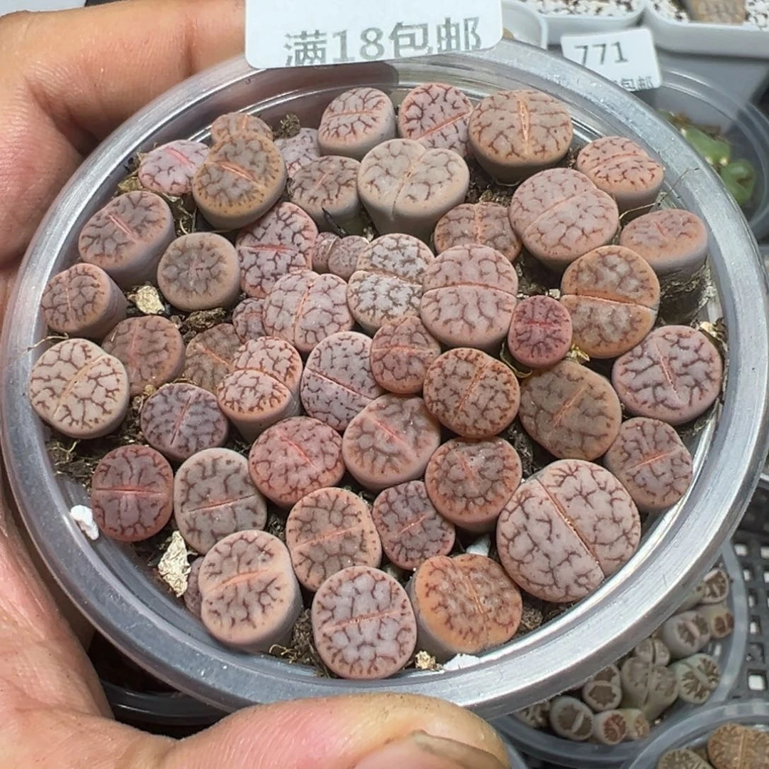 【闪购商品】 778。