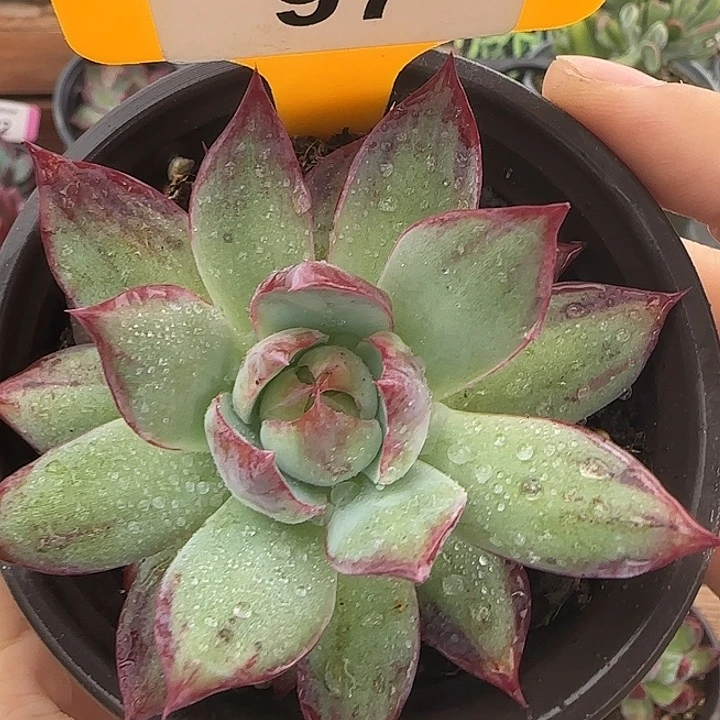 97 惊鸿仙子多肉植物