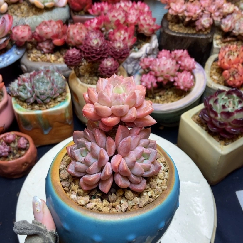 【闪购商品】张*某杂交老桩