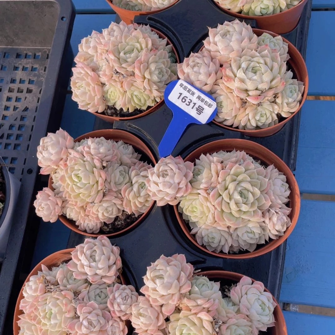 1631号白月影大群生一个