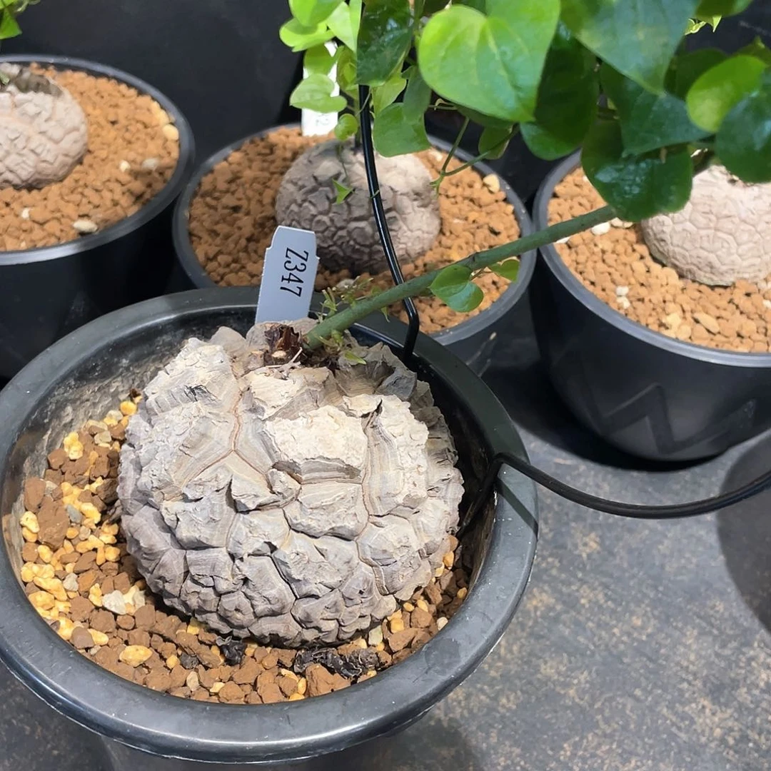 347号龟甲龙9.7公分