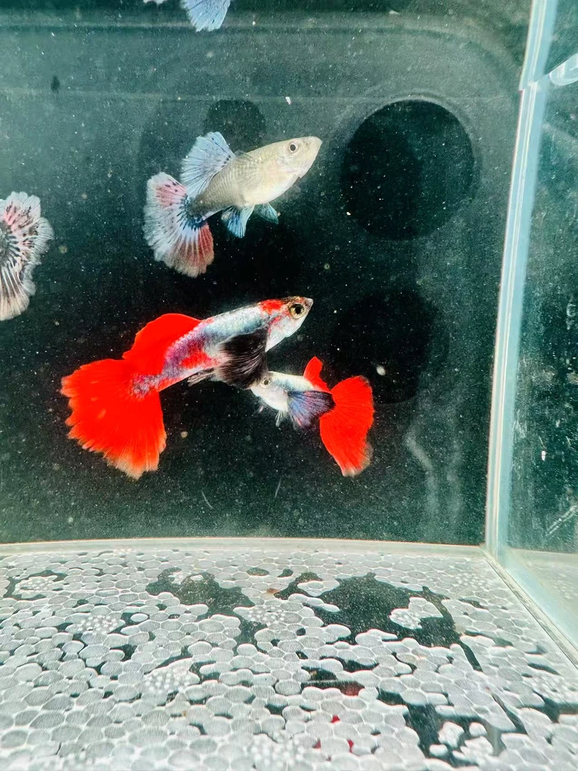 【白金象耳】贵族孔雀鱼小型热带观赏鱼耐活好养淡水胎生鱼