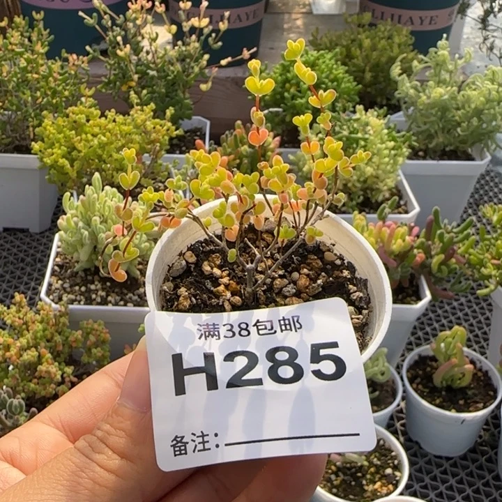 多肉植物枝干黄锦莱斯