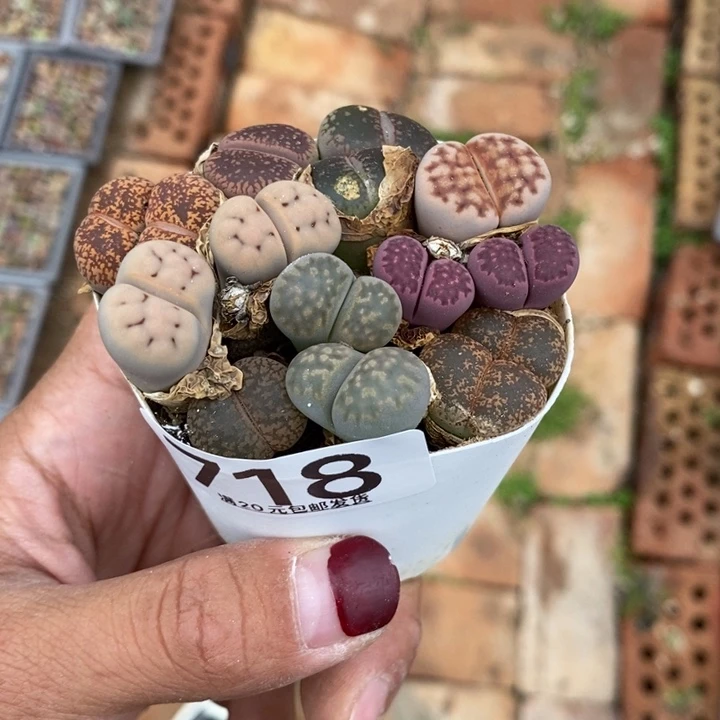 守*生石花等植物718