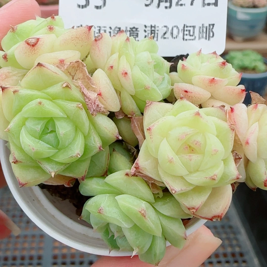 花语逸镜0927-35散包子