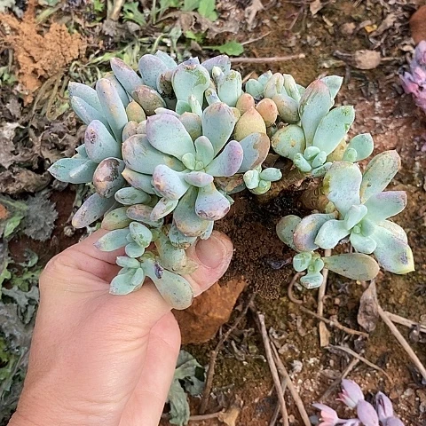 依*516多肉植物老桩