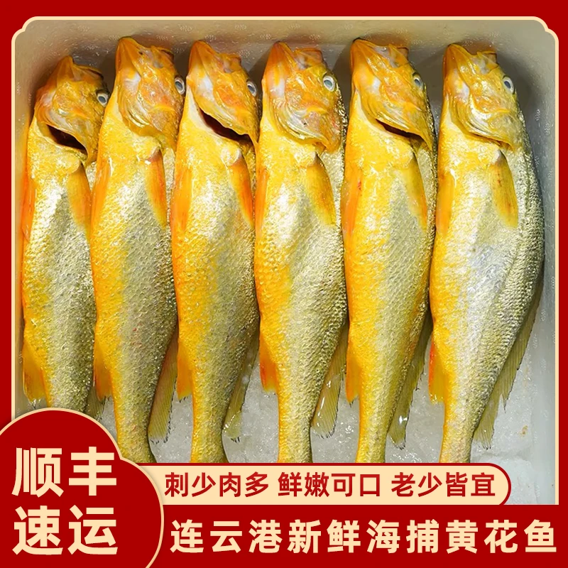 精选大号深海黄花鱼新鲜海捕黄鱼鲜活船冻锁鲜营养美味鲜嫩速冻