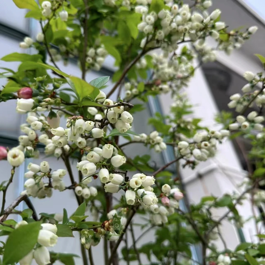 云南花卉 180盆盆栽植物通用链接庭院阳台室外喜阳地栽