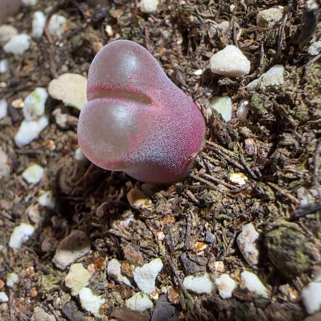 肉锥多肉植物组合-泰坦峡谷1124