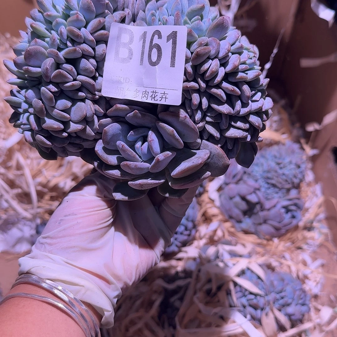 星影缀化呀呀呀呀