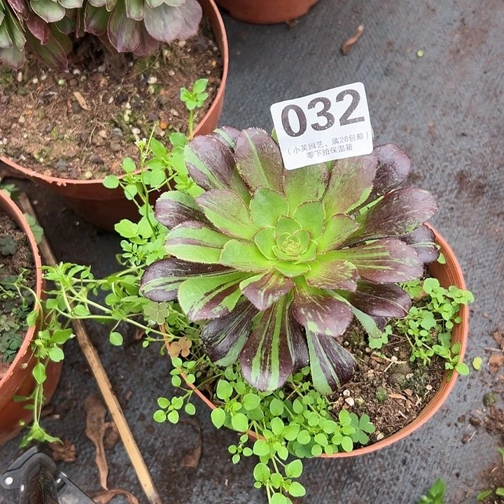 032多肉植物水墨丹青