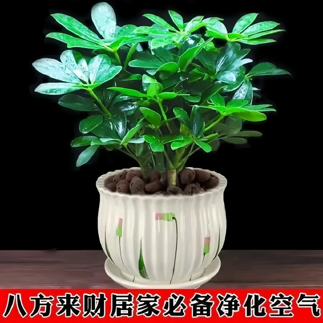 鸭脚木苗八方来财水养室内水培好养招财树盆景绿植盆栽发财树客厅