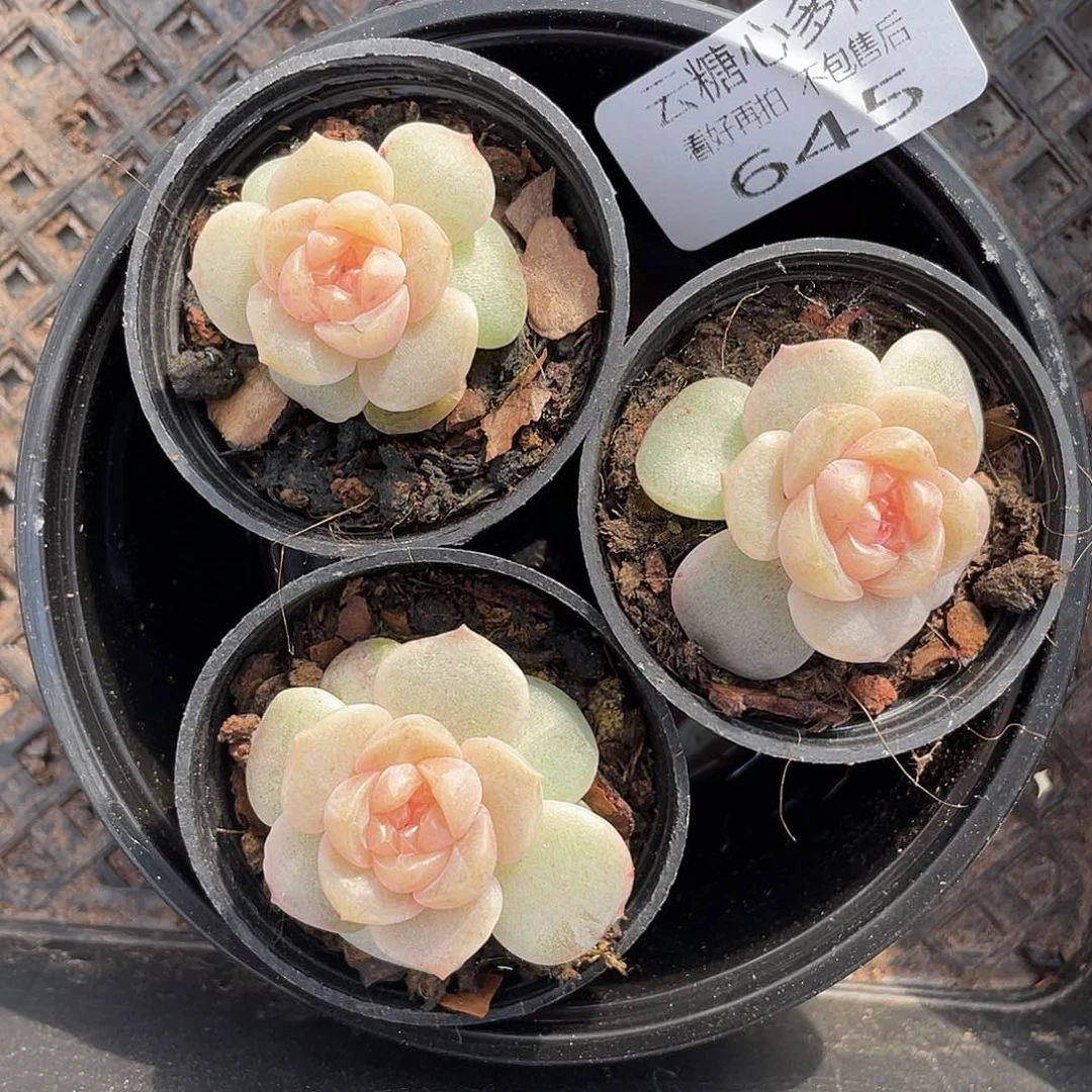 云糖心多肉植物645