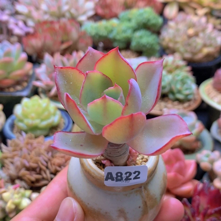 一物一拍含盆土满38包邮A822