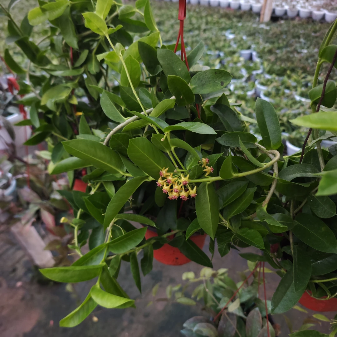 【密叶球兰】室内攀爬垂吊开花植物