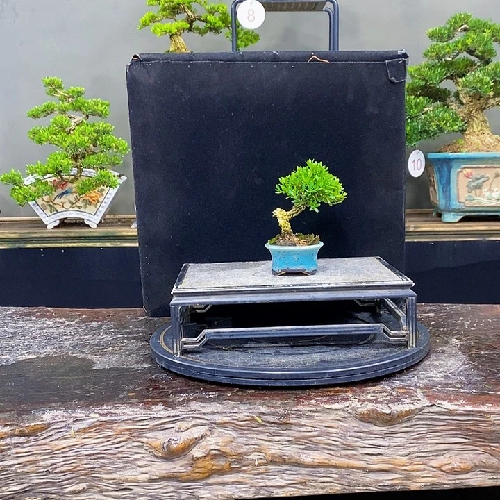 无花朵黄杨盆景四季常青