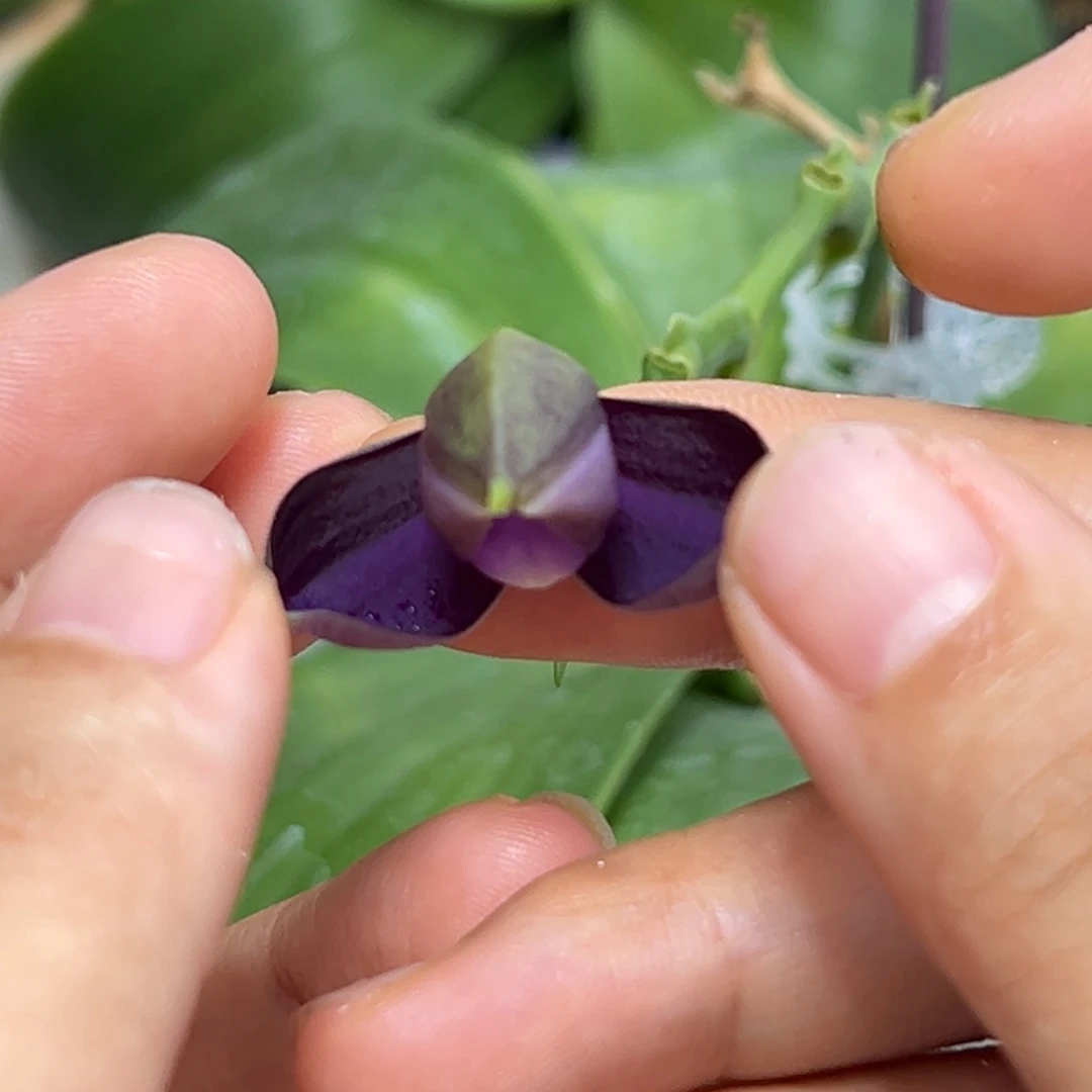 当前无花栽培后可以开花黑蓝色