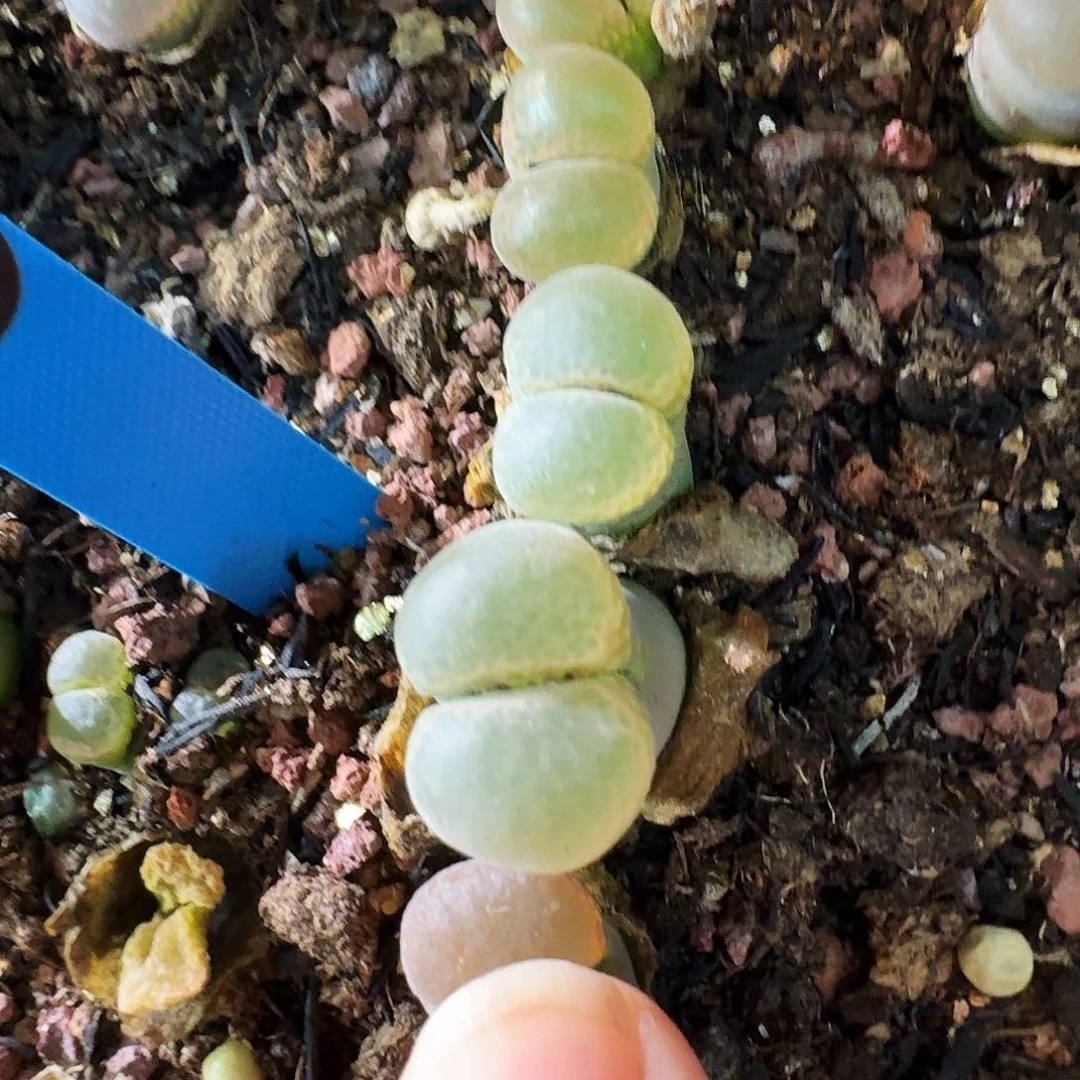 多肉植物福利风铃49