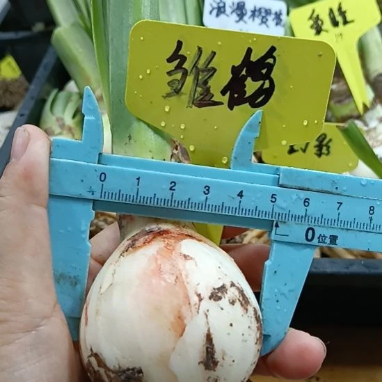 无花朵雏鹤5+裸球发货