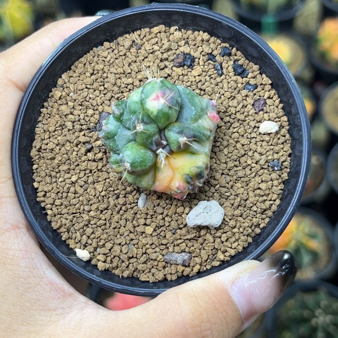 毛***豆变异米哈锦，带盆土发货