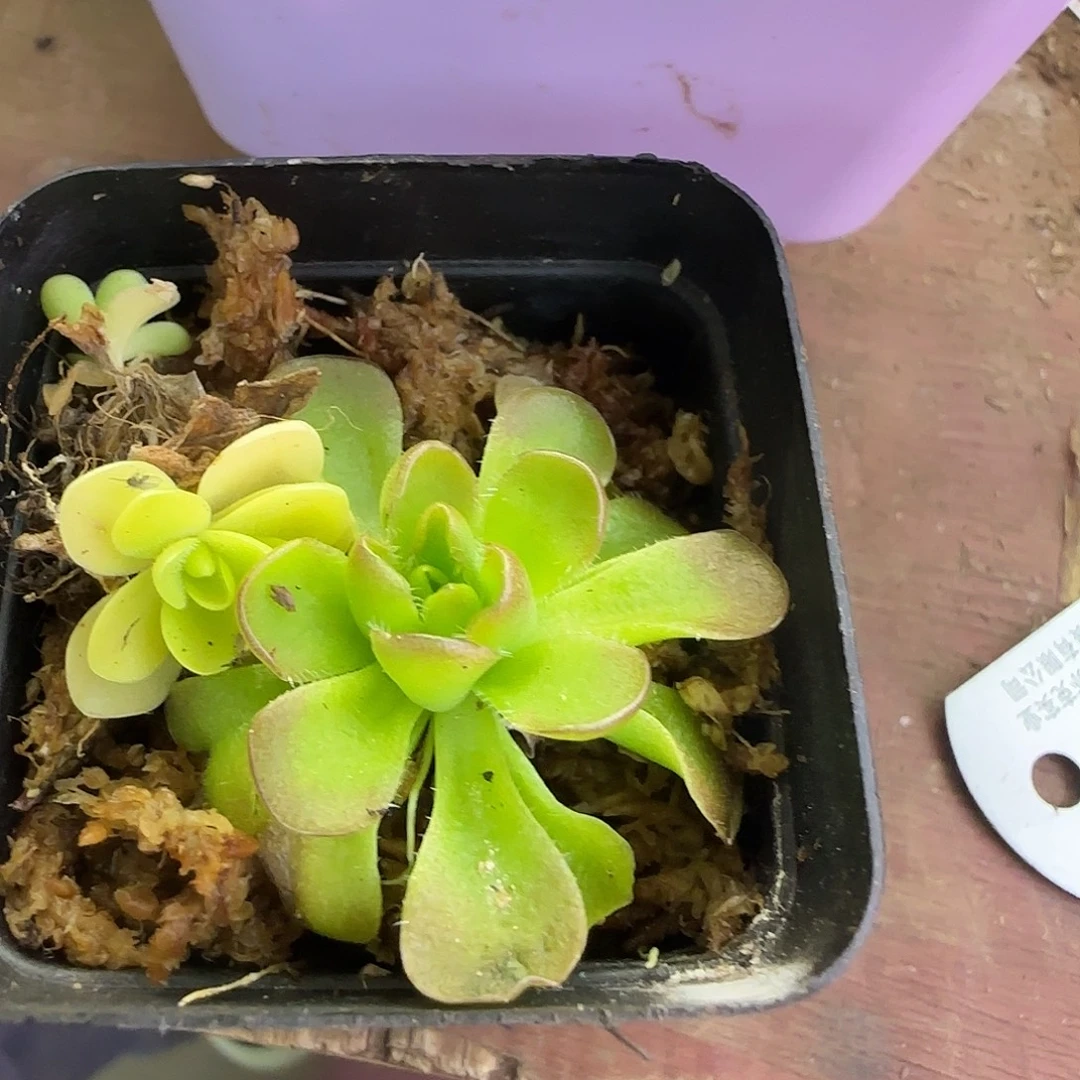 无花朵捕虫堇2颗捕