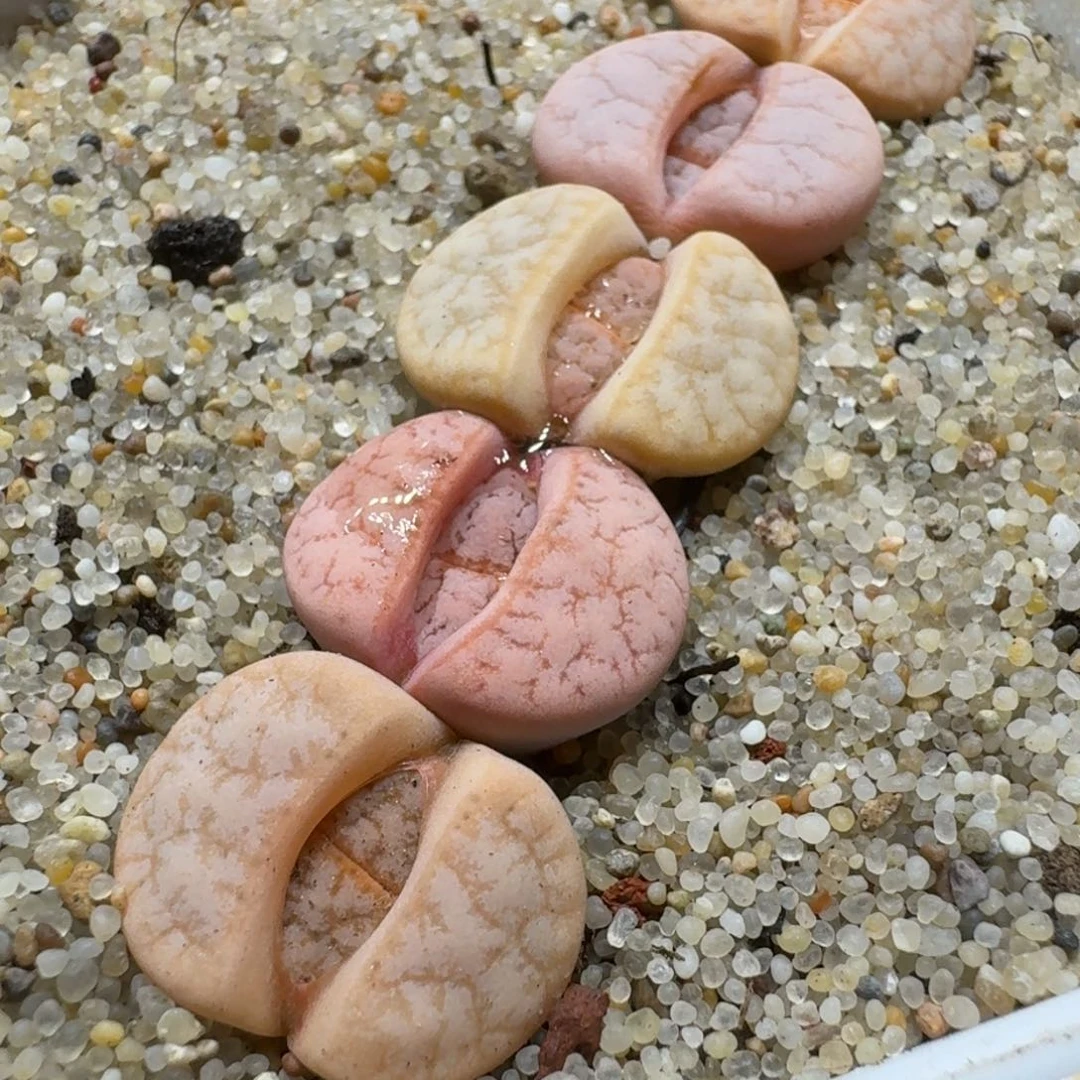 请****尼0204-29花花