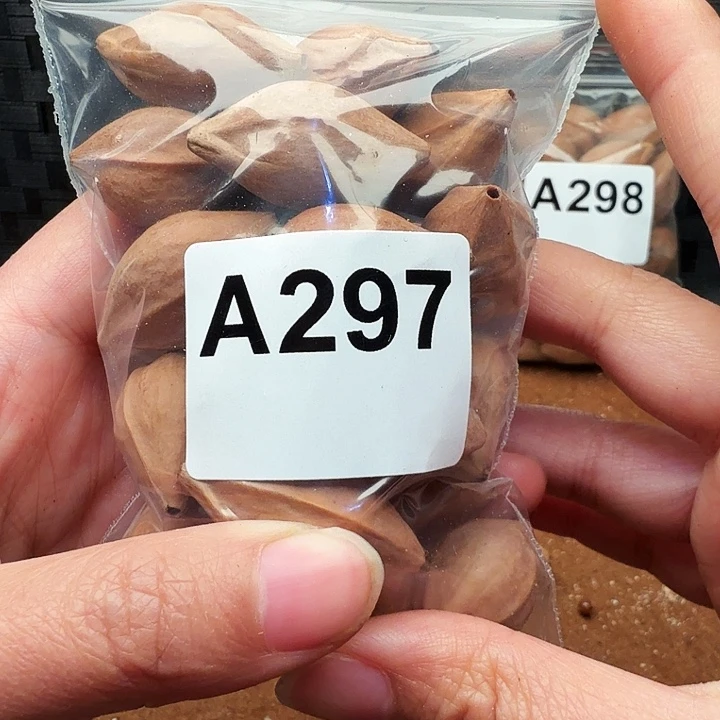 橄榄核手串/手链橄榄