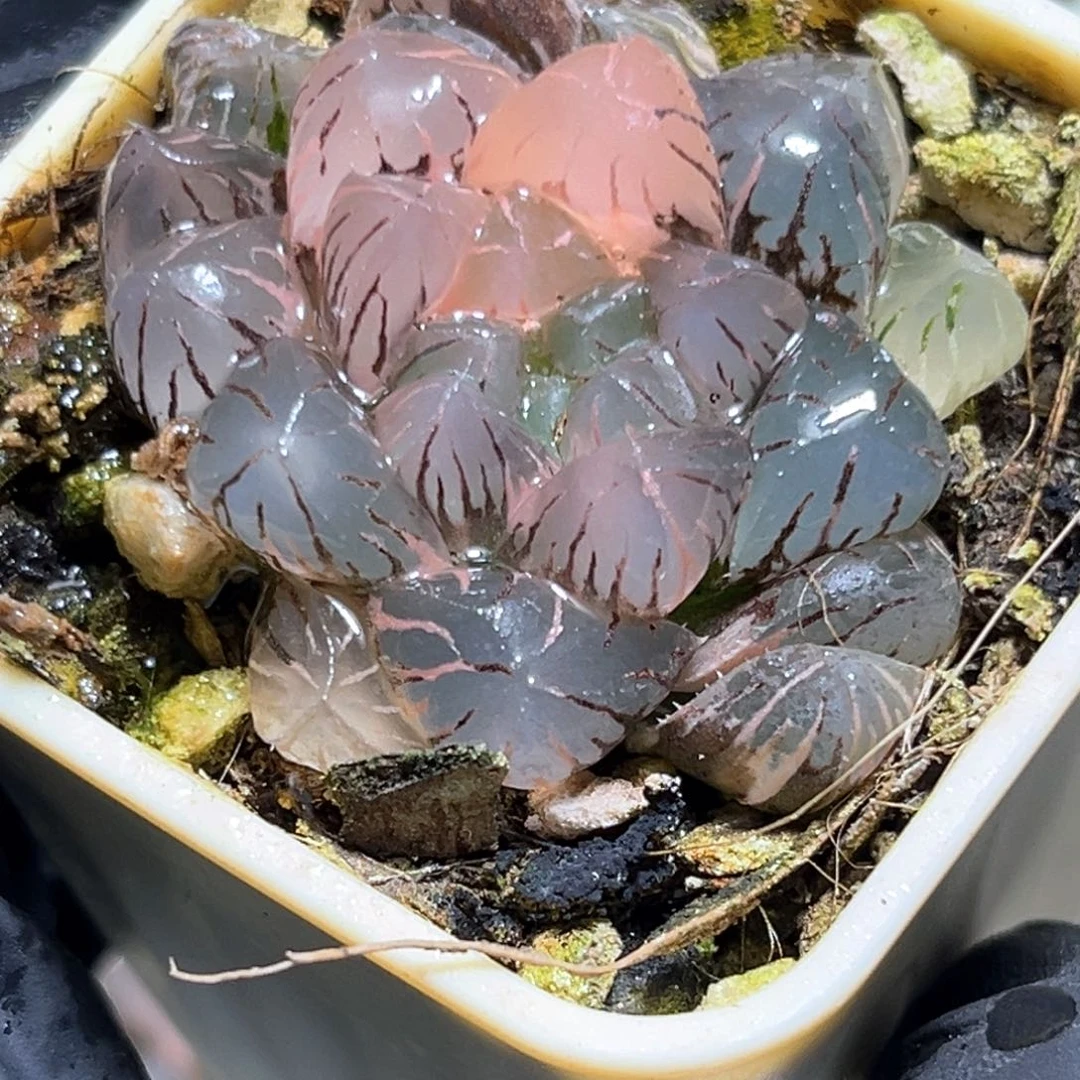 恭喜发财大吉大利3992