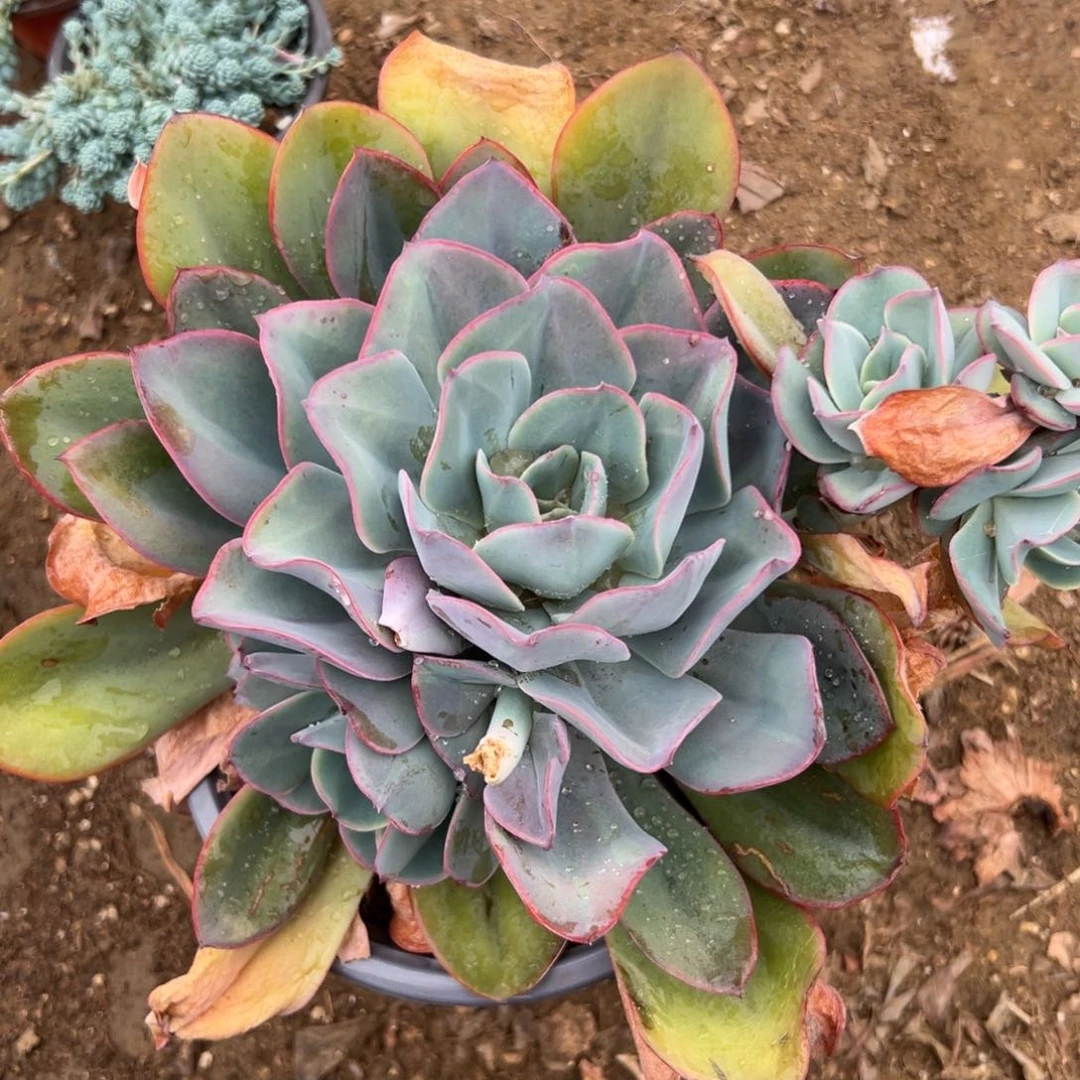 多肉植物中央音乐学院