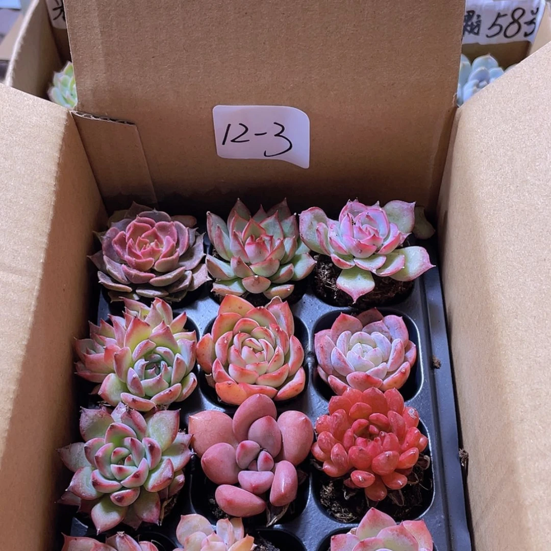 【闪购商品】12颗-3