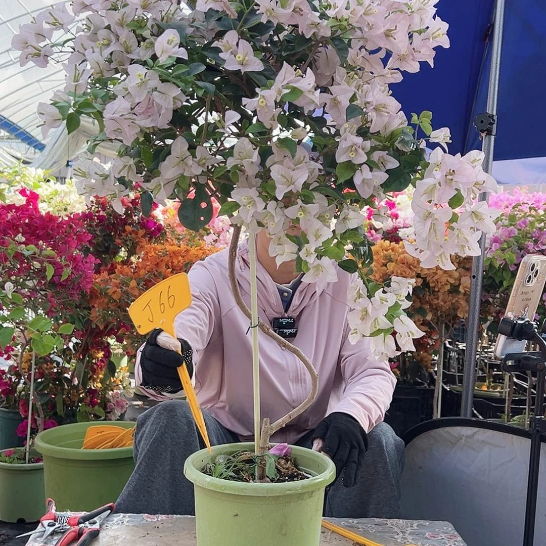 啾****大部分花苞少量开放J66苹果花