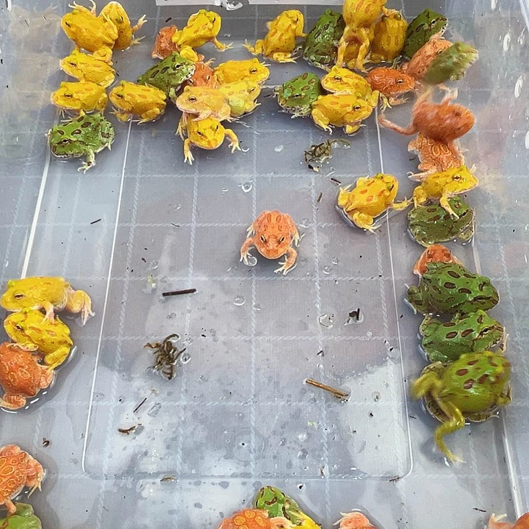 角蛙特价角蛙，可备注红黄绿三色，