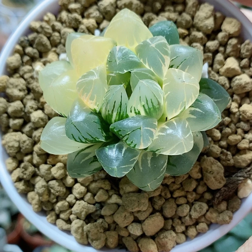 【闪购商品】78糊斑北极之光玉露锦