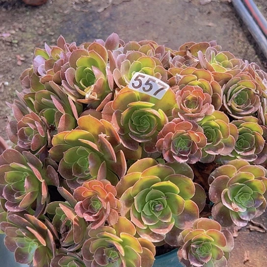 萍***多肉植物一个荷兰玫瑰