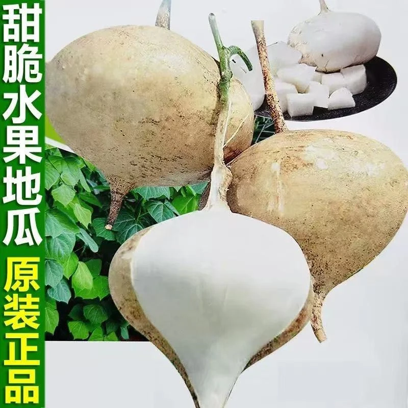 早熟薄皮水果地瓜种子贵州包衣甜脆化渣生吃凉薯地瓜地萝卜种籽子
