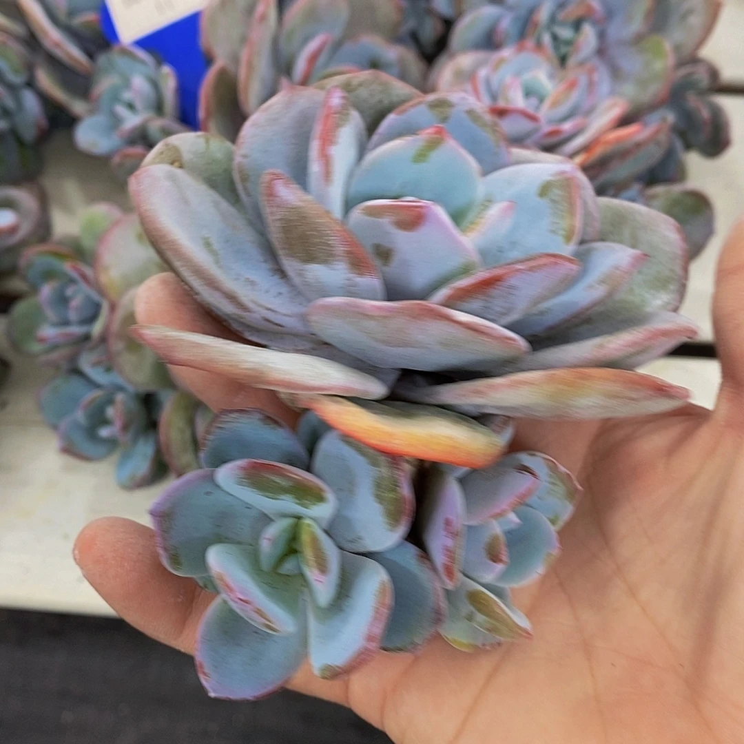 11-精品韩版母本奶茶群一个