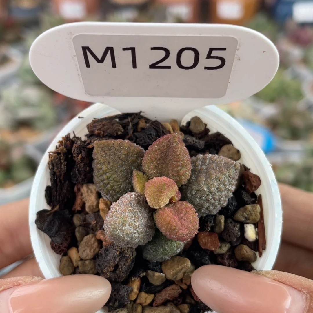 福利。  1205。