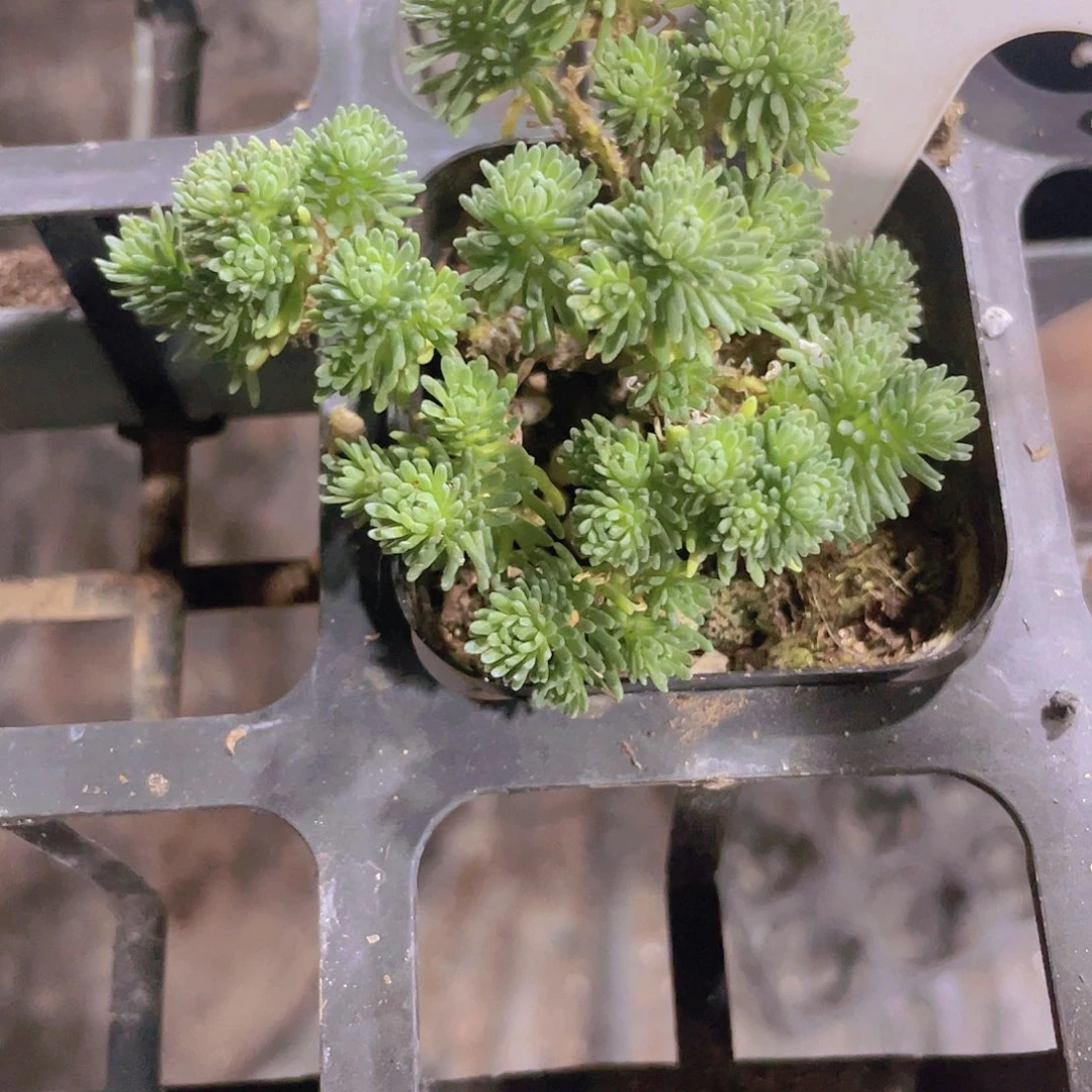 西****?球松w013一物一拍