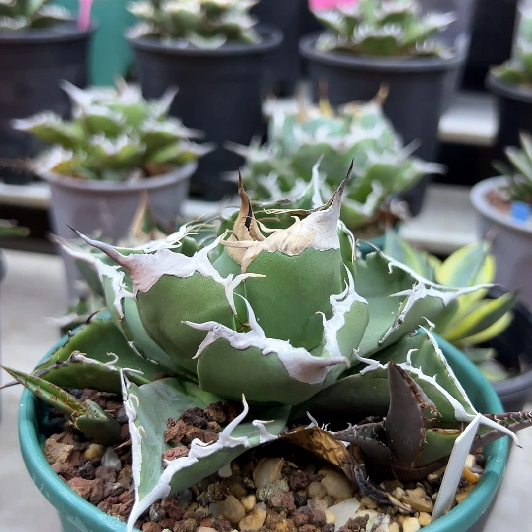 布***斯钻石黑豹一物一拍偏远不包邮