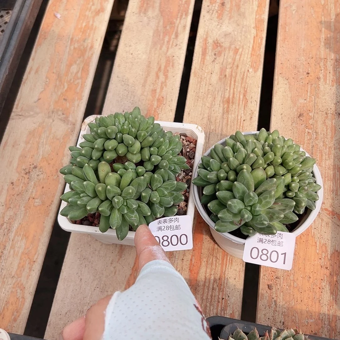 女***？多肉＿物一拍植物0800.0801