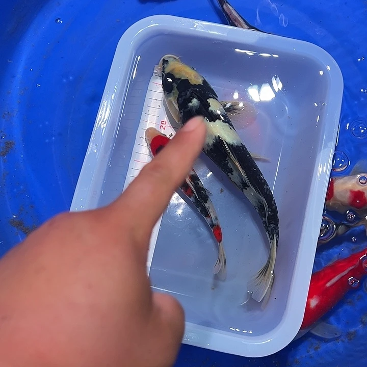海水锦鲤的尾巴和尾巴