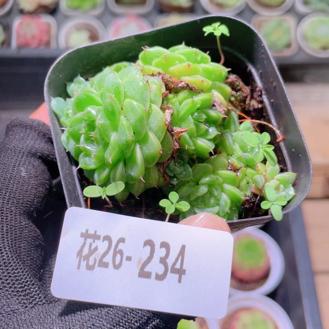 大***凤花利美26-234海王