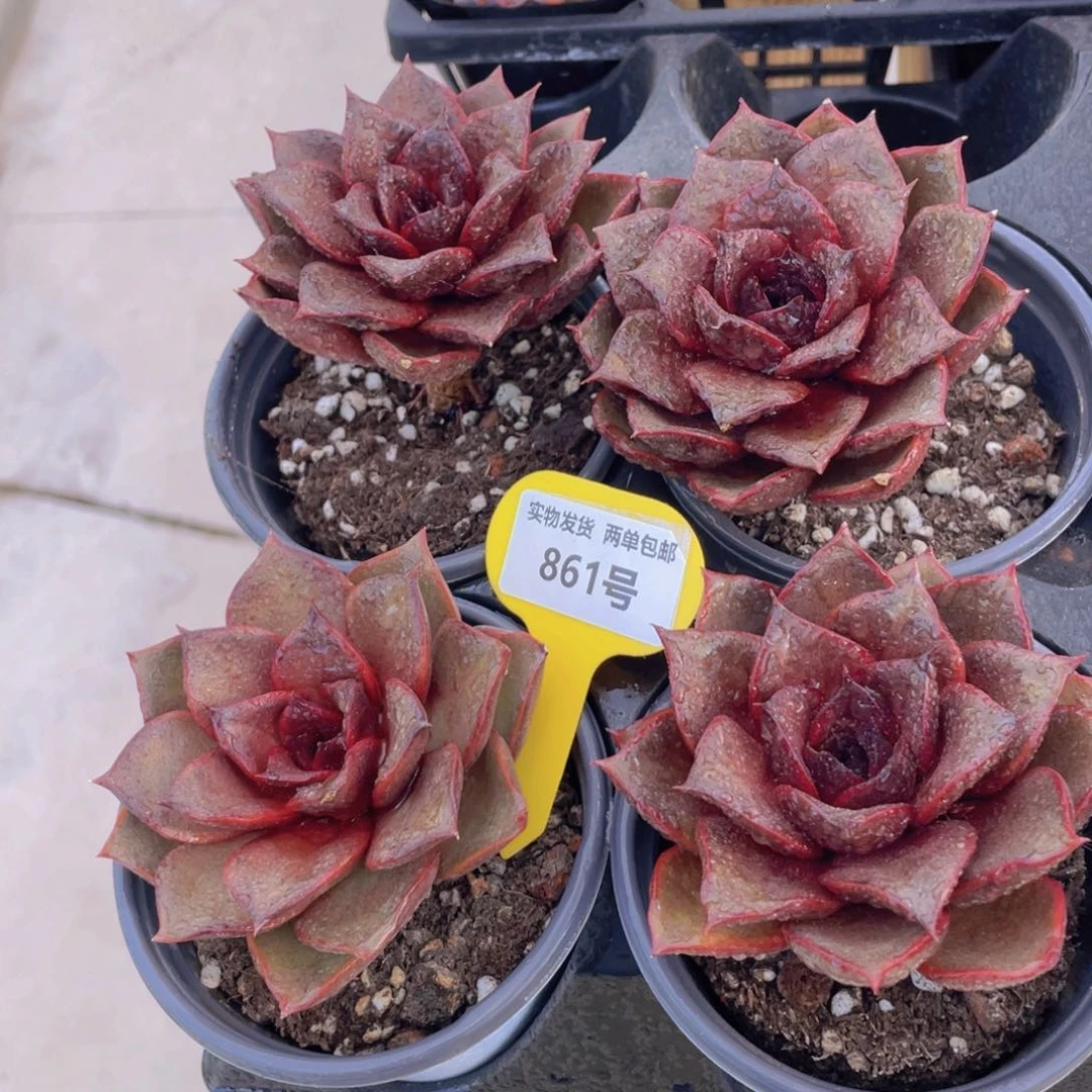 861号 老桩红玫瑰大单头一个