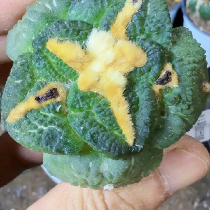 无花朵福利苗接大尤龟甲493