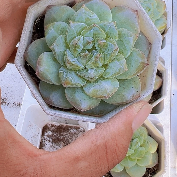 大冰冰多肉植物19包邮